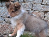 4 chiots Bergers des Shetland LOF disponibles à la vente