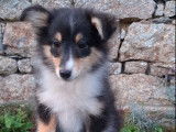 4 chiots Bergers des Shetland LOF disponibles à la vente