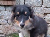 4 chiots Bergers des Shetland LOF disponibles à la vente