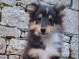 4 chiots Bergers des Shetland LOF disponibles à la vente