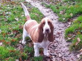 Une chienne Basset Hound LOF à vendre