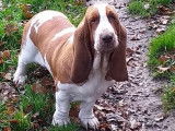 Une chienne Basset Hound LOF à vendre