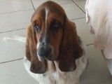 À vendre : un chien Basset Hound LOF