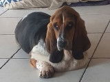 &Agrave; vendre : un chien Basset Hound LOF
