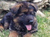 À vendre : 7 chiots Bergers Allemands LOF