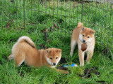6 chiots Shiba Inus LOF disponibles à la vente