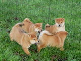 6 chiots Shiba Inus LOF disponibles à la vente