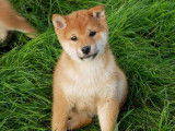 6 chiots Shiba Inus LOF disponibles à la vente
