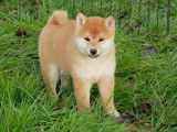 6 chiots Shiba Inus LOF disponibles à la vente