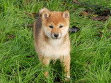 6 chiots Shiba Inus LOF disponibles à la vente