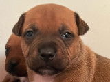 Un chiot mâle Staffordshire Bull Terrier LOF disponible à la réservation