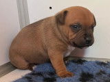 Un chiot mâle Staffordshire Bull Terrier LOF disponible à la réservation