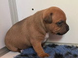 Un chiot mâle Staffordshire Bull Terrier LOF disponible à la réservation