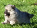 Des chiots Spitz-Loups LOF à vendre
