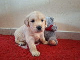 7 chiots Golden Retrievers LOF à réserver