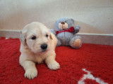7 chiots Golden Retrievers LOF à réserver