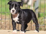 À réserver : 5 chiots femelles Staffordshire Bull Terriers LOF