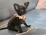 À vendre : chiot Chihuahua femelle LOF à poil long