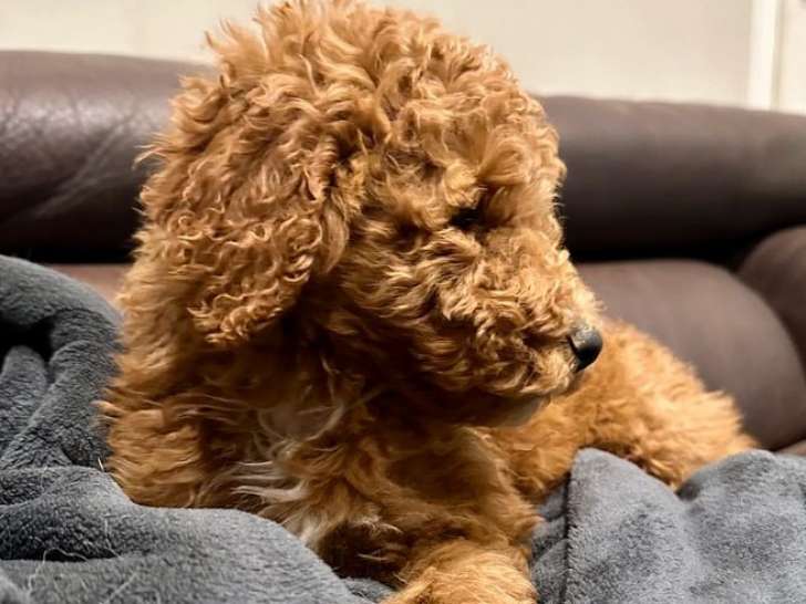 3 chiots Grands Caniches mâles LOF disponibles à la vente