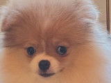 Magnifique et v&eacute;ritable chienne Pom&eacute;ranien Miniature &agrave; vendre