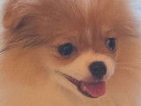 Magnifique et v&eacute;ritable chienne Pom&eacute;ranien Miniature &agrave; vendre