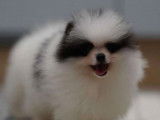 Magnifique et v&eacute;ritable chienne Pom&eacute;ranien Miniature &agrave; vendre