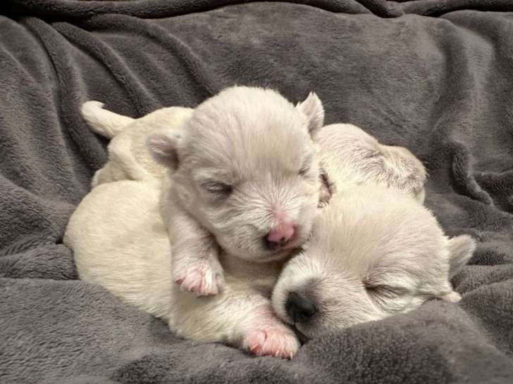 3 chiots femelles Westies LOF à réserver