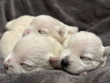 3 chiots femelles Westies LOF à réserver