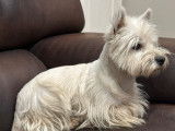 3 chiots femelles Westies LOF à réserver