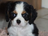À réserver 3 chiots mâles Cavaliers King Charles LOF