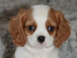 À réserver 3 chiots mâles Cavaliers King Charles LOF
