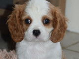 À réserver 3 chiots mâles Cavaliers King Charles LOF