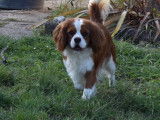 À réserver 3 chiots mâles Cavaliers King Charles LOF