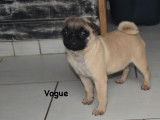1 chiot femelle Carlin LOF sable disponible à la vente