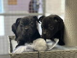 5 chiots Staffordshire Bull Terriers à acheter (LOF)