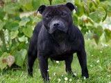 5 chiots Staffordshire Bull Terriers à acheter (LOF)