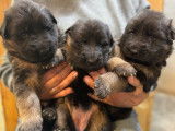 À réserver 6 chiots Bergers Allemands LOF à poil long