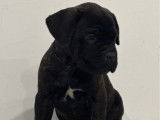 À réserver des chiots Cane Corso LOF bringés