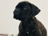 À réserver des chiots Cane Corso LOF bringés