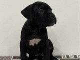 À réserver des chiots Cane Corso LOF bringés