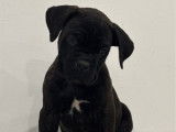 À réserver des chiots Cane Corso LOF bringés
