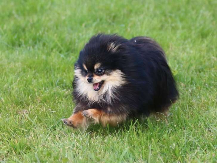 Chienne Spitz Nain LOF d’un an à vendre