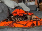 7 chiots Teckels Standards à poil dur LOF à réserver