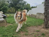 Roxy