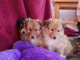 Chiots Berger des Shetland LOF à vendre