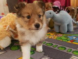 Chiots Berger des Shetland LOF à vendre