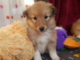 Chiots Berger des Shetland LOF à vendre
