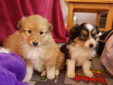 Chiots Berger des Shetland LOF à vendre