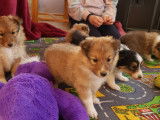 Chiots Berger des Shetland LOF à vendre