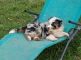 Chiots Berger Américain Miniature LOF à vendre